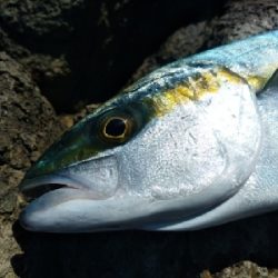 ヒラマサ乱舞！