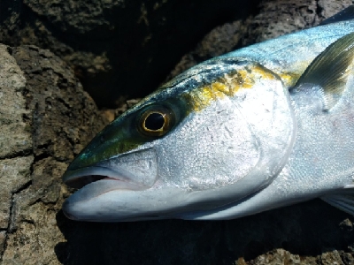 ヒラマサ乱舞！