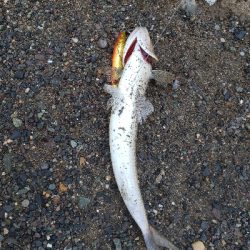 噂のオモック初釣果‼️