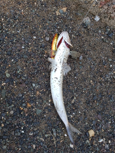 噂のオモック初釣果‼️