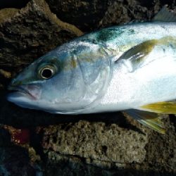 集中、執念、我慢！