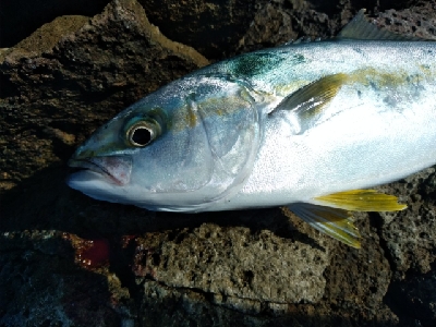 集中、執念、我慢！