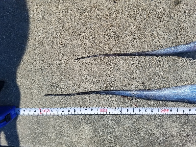 タチウオからの青物