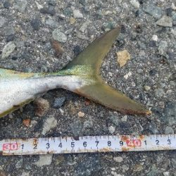 タチウオ、ハマチ