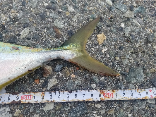 タチウオ、ハマチ