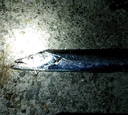 つばーす×たちうお