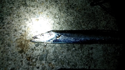 つばーす×たちうお