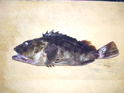 子どもたちとハゼ釣り