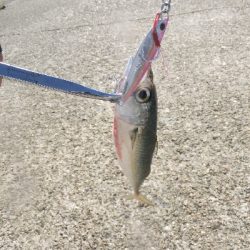 今年はツバスイヤー?