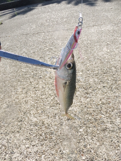 今年はツバスイヤー？