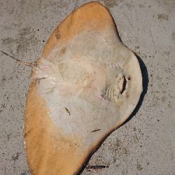 ランガン五目釣