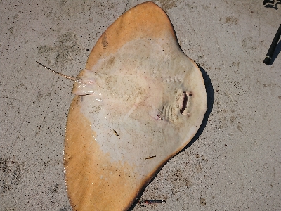 ランガン五目釣