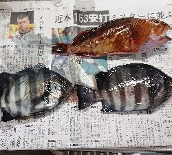 連続6回コフダイ不釣