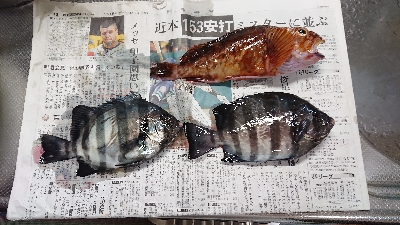 連続6回コフダイ不釣