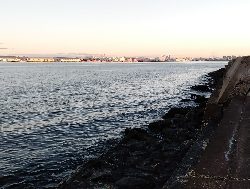 久しぶりのクロダイ?