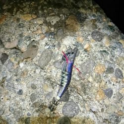 アオリイカ  ３杯