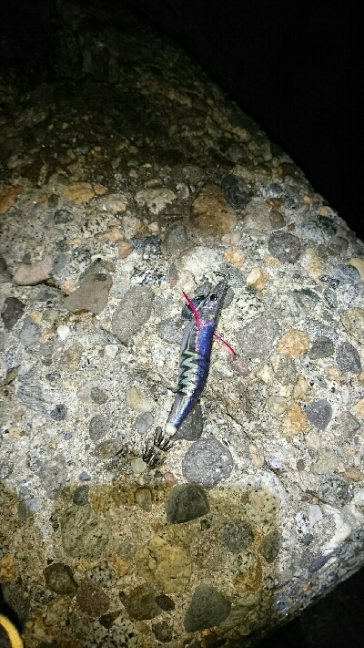 アオリイカ  ３杯