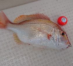 ヒラマサ大漁(他の人が)