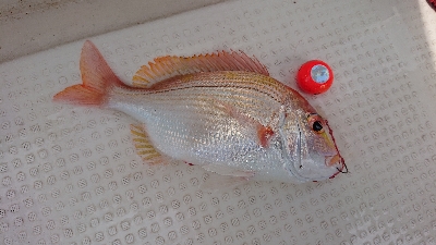 ヒラマサ大漁(他の人が)