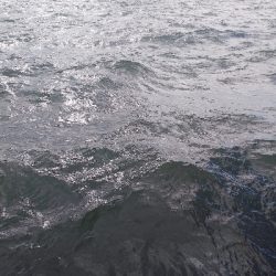 チヌからのサゴシハマチ今年初タチウオ