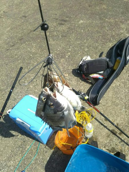 大磯港で団子釣り