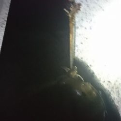 アオリイカ MAX16㎝!!