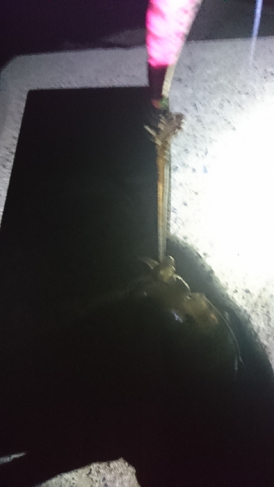 アオリイカ MAX16㎝!!