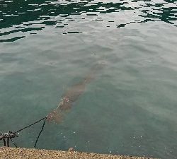 マイクロジギングオンリー