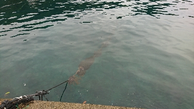 マイクロジギングオンリー