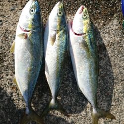 日中に青物調査