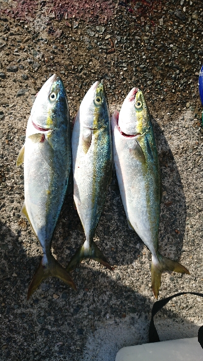 日中に青物調査