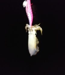 エギング釣行その43