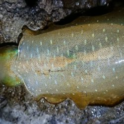 仕事終わりエギング