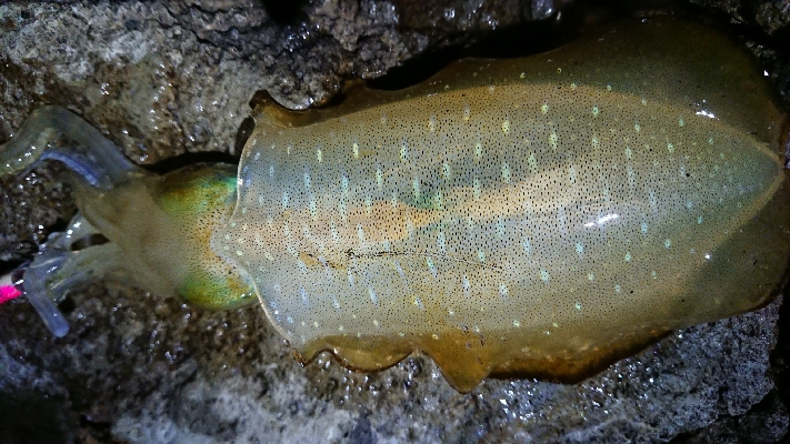 仕事終わりエギング