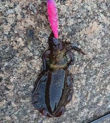 朝マヅメエギング