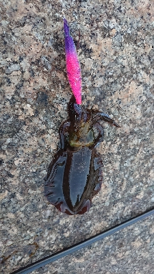 朝マヅメエギング