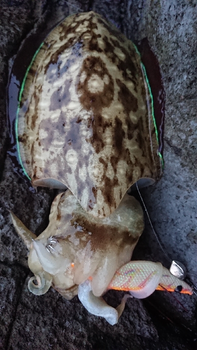 天気が荒れる前に