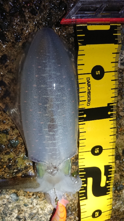 台風の後、強風でしたが…