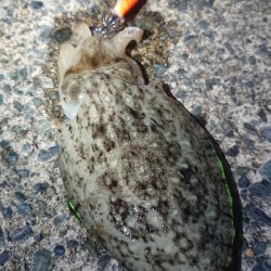 仕事終わりエギング