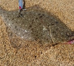 9月突入四日市サーフマゴチはまだ行ける?