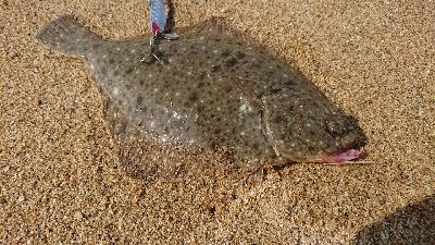 9月突入四日市サーフマゴチはまだ行ける？