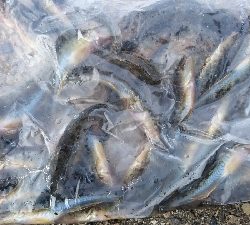 楠漁港でハゼ釣り