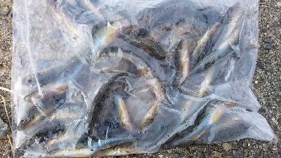 楠漁港でハゼ釣り