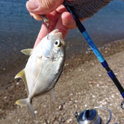 またまたシオが出た‼️