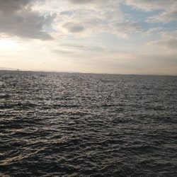 タチウオキタ━(゚∀゚)━!!!ツバスに続きサゴシも!