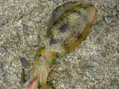 メッキ二匹&アオリイカ9匹釣果