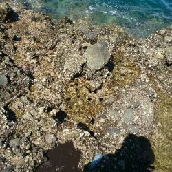 ショアジギング&アオリイカ調査