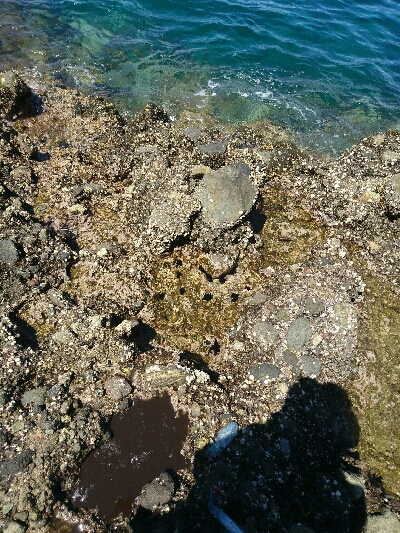 ショアジギング&アオリイカ調査