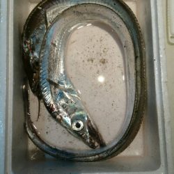 フラット狙いで、タチウオ釣果！！