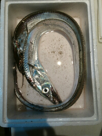 フラット狙いで、タチウオ釣果！！